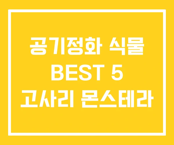공기정화 식물 BEST 5 고사리 몬스테라 공기정화 식물 BEST 5 고사리 몬스테라