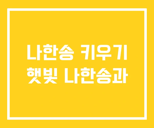 나한송 키우기 햇빛 나한송과 나한송 키우기 햇빛 나한송과