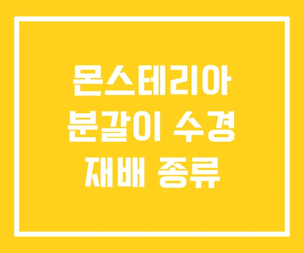 몬스테리아 분갈이 수경 재배 종류 몬스테리아 분갈이 수경 재배 종류