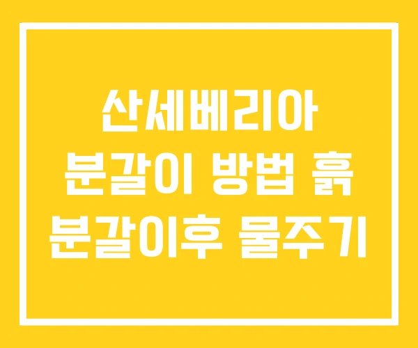 산세베리아 분갈이 방법 흙 분갈이후 물주기