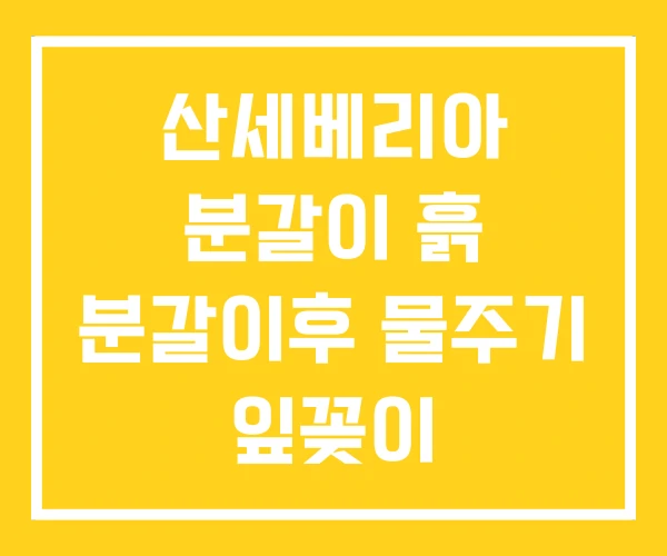 산세베리아 분갈이 흙 분갈이후 물주기 잎꽂이