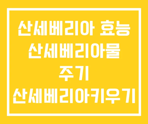 산세베리아 효능 산세베리아물 주기 산세베리아키우기
