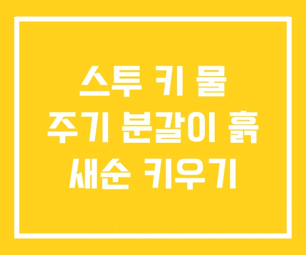 스투 키 물 주기 분갈이 흙 새순 키우기