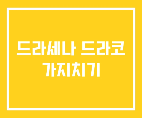 드라세나 드라코 가지치기