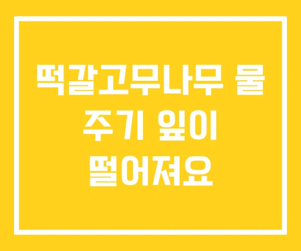 떡갈고무나무 물 주기 잎이 떨어져요