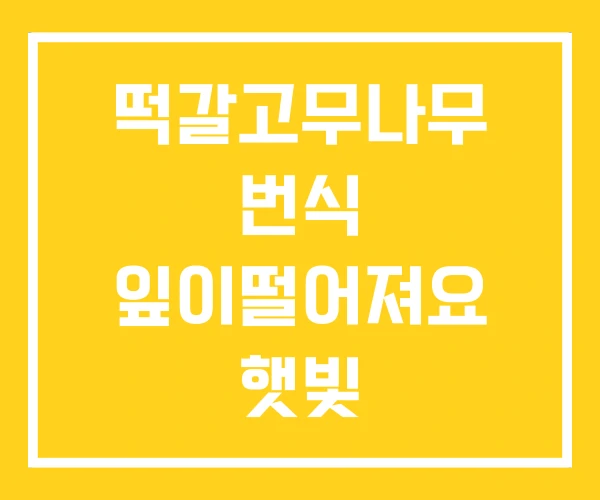 떡갈고무나무 번식 잎이떨어져요 햇빛