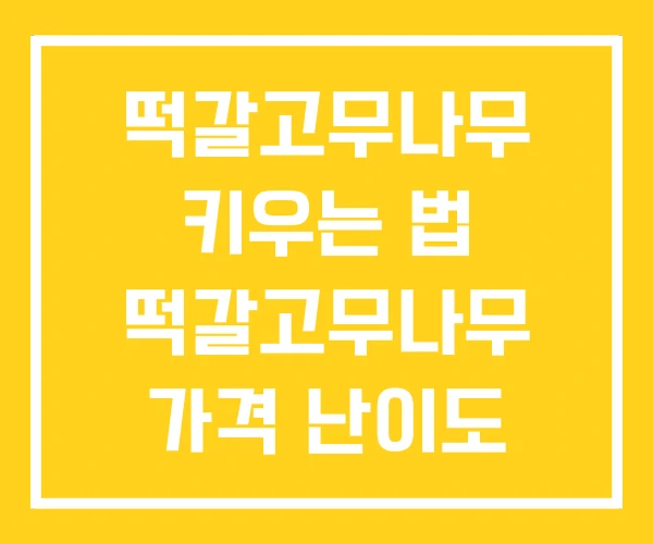 떡갈고무나무 키우는 법 떡갈고무나무 가격 난이도