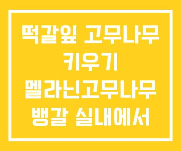 떡갈잎 고무나무 키우기 멜라닌고무나무 뱅갈 실내에서