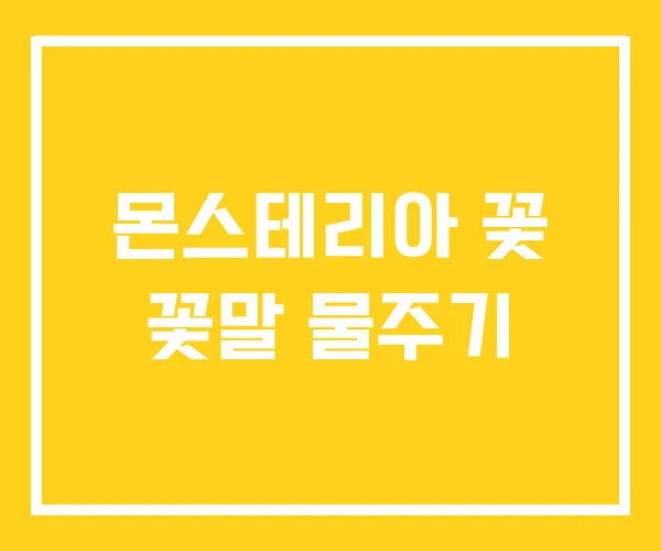 몬스테리아 꽃 꽃말 물주기 몬스테리아 꽃 꽃말 물주기