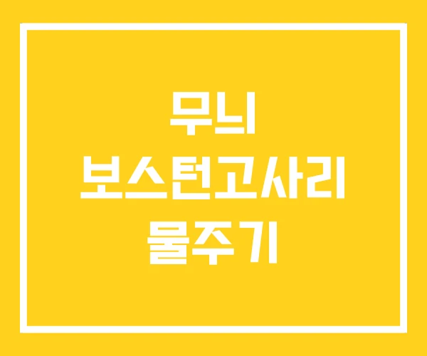 무늬 보스턴고사리 물주기 무늬 보스턴고사리 물주기