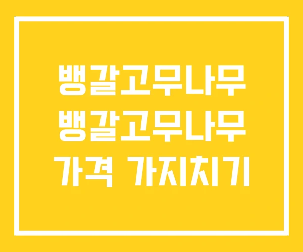뱅갈고무나무 뱅갈고무나무 가격 가지치기 뱅갈고무나무 뱅갈고무나무 가격 가지치기