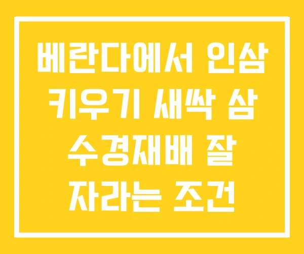 베란다에서 인삼 키우기 새싹 삼 수경재배 잘 자라는 조건 베란다에서 인삼 키우기 새싹 삼 수경재배 잘 자라는 조건