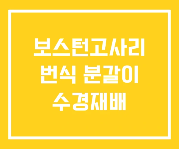 보스턴고사리 번식 분갈이 수경재배 보스턴고사리 번식 분갈이 수경재배