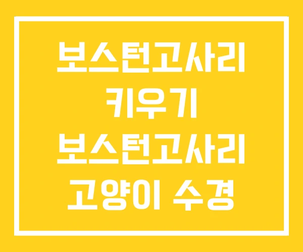 보스턴고사리 키우기 보스턴고사리 고양이 수경