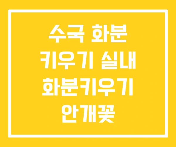 수국 화분 키우기 실내 화분키우기 안개꽃 수국 화분 키우기 실내 화분키우기 안개꽃